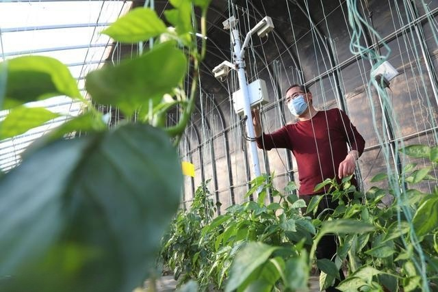 Applications of Dew Point Monitors in the Fruit and Vegetable Industry